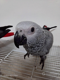 Cenerino coda rossa parlante