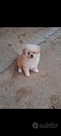 Cucciola Volpino/Spitz 300