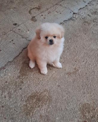 Cucciola Volpino/Spitz 300