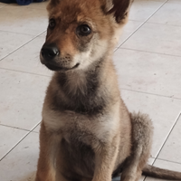 Cuccioli cane lupo cecoslovacco