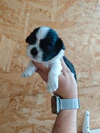 Shih Tzu Disponibili