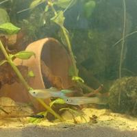 Poecilia wingei, endler