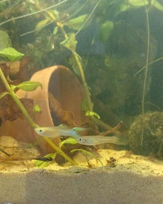 Poecilia wingei, endler