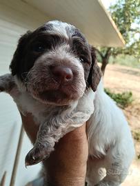 Lagotto romagnolo cucciolo
