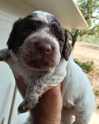 Lagotto romagnolo cucciolo