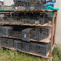 Carrelli per raccolta radicchio e ortaggi