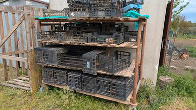 Carrelli per raccolta radicchio e ortaggi