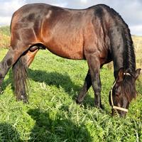 Cavallo Spagnolo