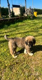 Cucciola Pastore del caucaso