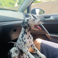 Dalmata