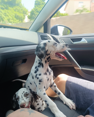 Dalmata