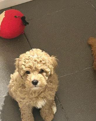 Maltipoo cuccioli
