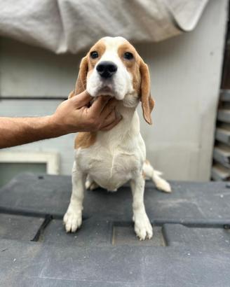 Beagle