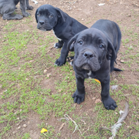 Cuccioli di Cane Corso