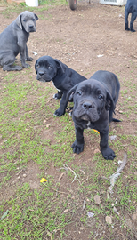 Cuccioli di Cane Corso