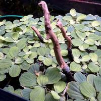 Pianta galleggiante pistia stratiotes