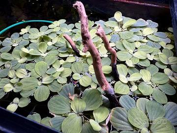 Pianta galleggiante pistia stratiotes
