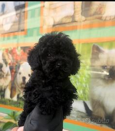 Cucciolo di barboncino toy nero