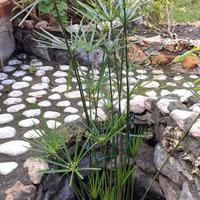 Pianteacquatiche Cyperus alternifolius falsopapiro