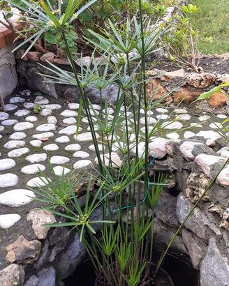 Pianteacquatiche Cyperus alternifolius falsopapiro