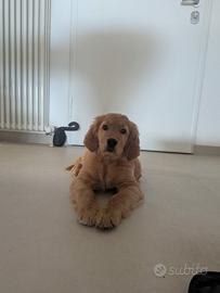 Golden Retriever Americano