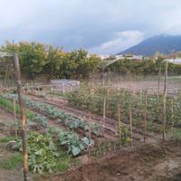 Orti alle Falde del Vesuvio