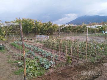 Orti alle Falde del Vesuvio
