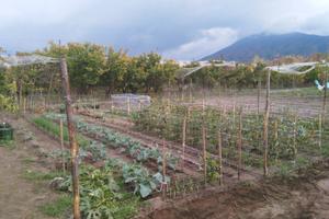 Orti alle Falde del Vesuvio