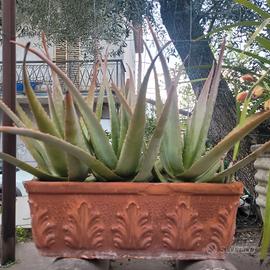 aloe in vaso