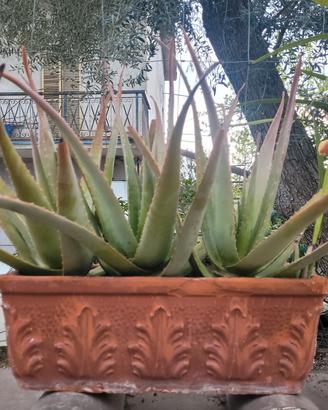 aloe in vaso