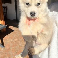 Cucciolo maschio di Husky siberiano