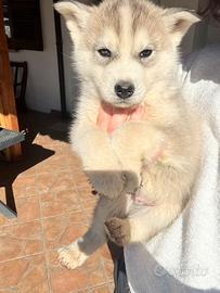 Cucciolo maschio di Husky siberiano