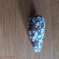 Conchiglia  da collezione 