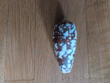 Conchiglia  da collezione 