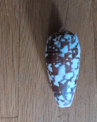 Conchiglia  da collezione 