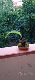 mini bonsai di cycas 