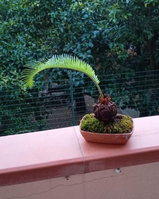 mini bonsai di cycas 