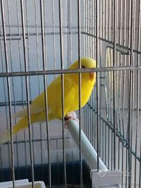 Cocorita femmina gialla