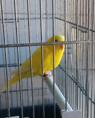 Cocorita femmina gialla