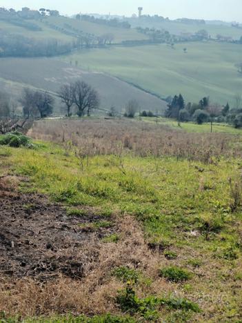 Terreno agricolo per vigna Morro d'Alba