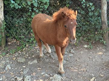 Cavallo Pony Femmina 6 mesi