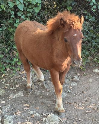 Cavallo Pony Femmina 6 mesi