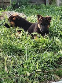 Cuccioli di Pastore Tedesco