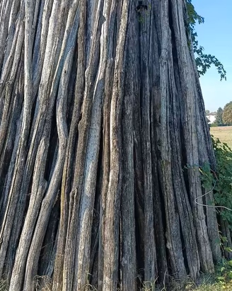 Pali di legno