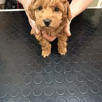 Cuccioli barboncino Toy e nani