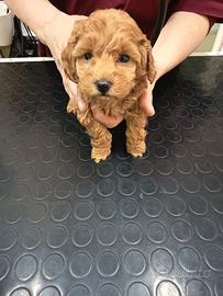 Cuccioli barboncino Toy e nani