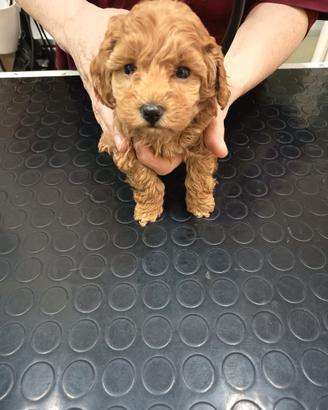Cuccioli barboncino Toy e nani
