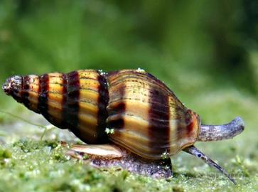 Lumache Anentome Helena