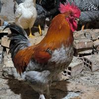 Galli Marans e Livornese