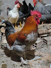 Galli Marans e Ancona